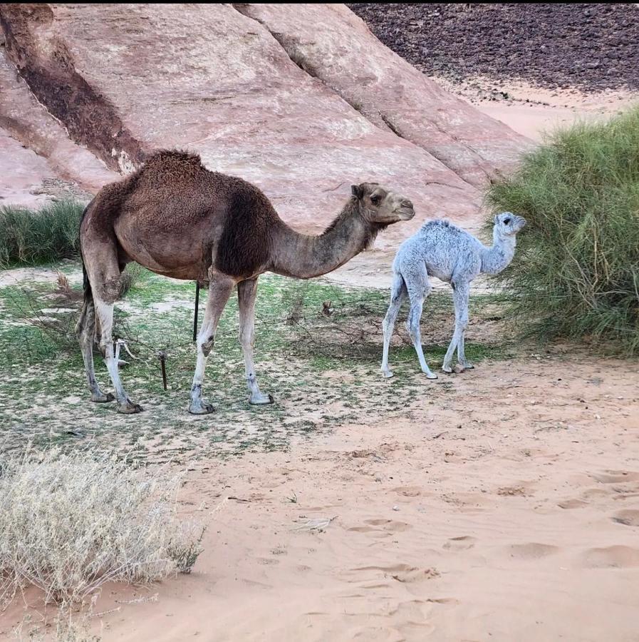 Wadi Rum Desert Camp Exterior photo